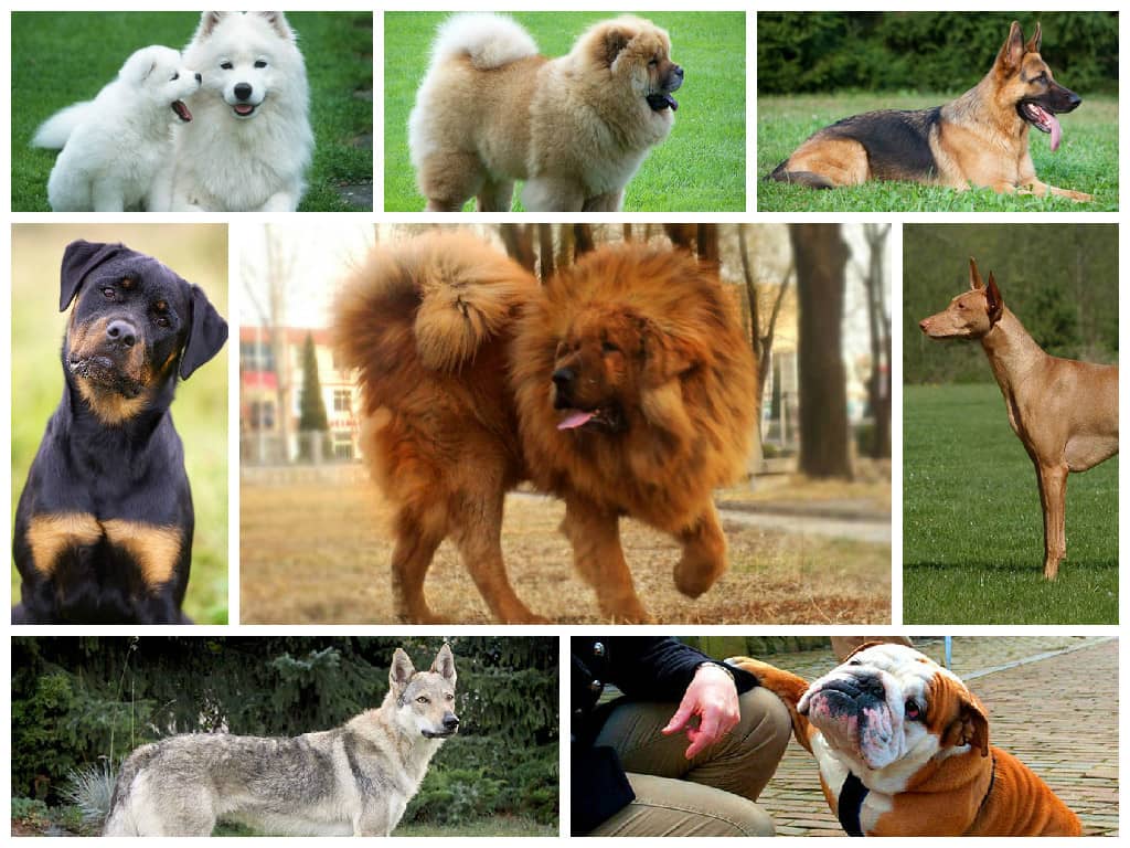 Top 10 Most Expensive Dogs