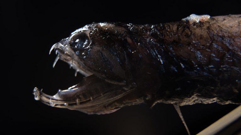 Dragonfish