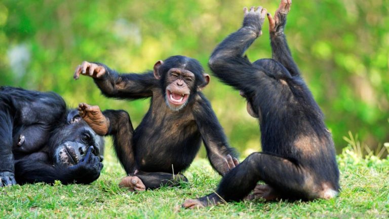 Top 10 Smartest Animals on Earth