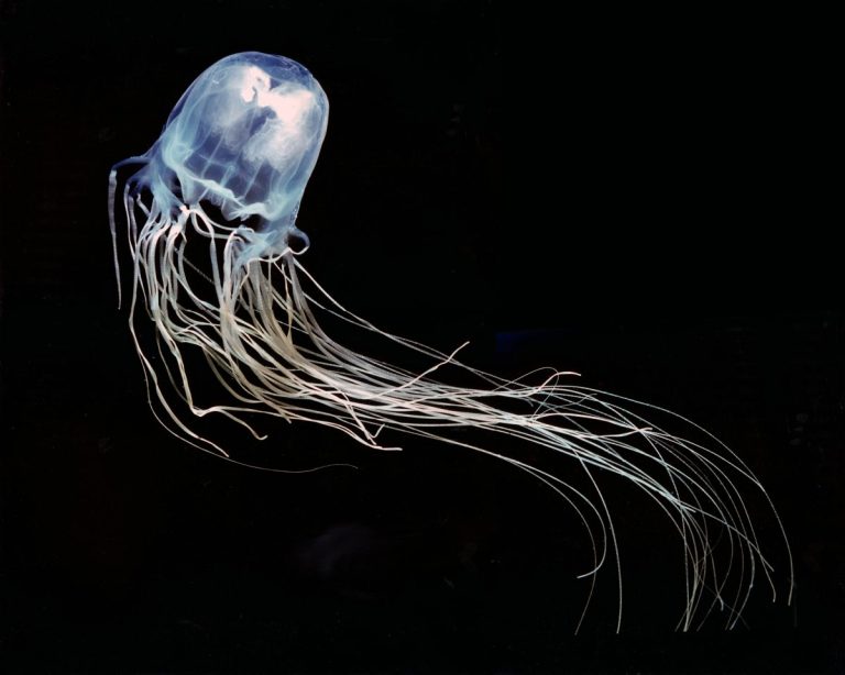 Most Poisonous Animals in the World