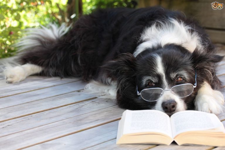 golden retriever, intelligent Dog Breeds