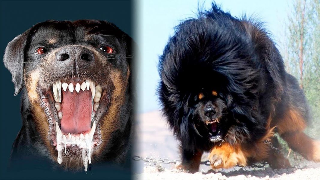 Top 10 Most Vicious Dog Breeds