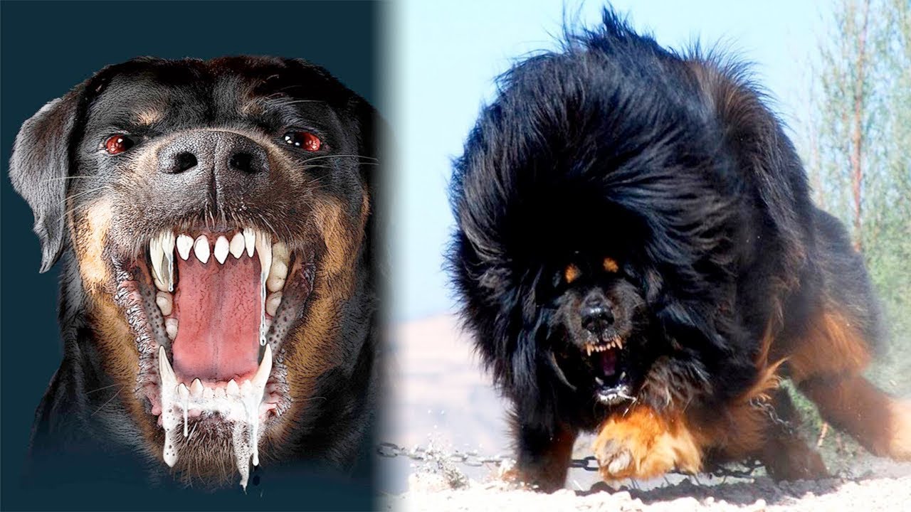 Top 10 Most Dangerous Dog Breeds i Top Ten List