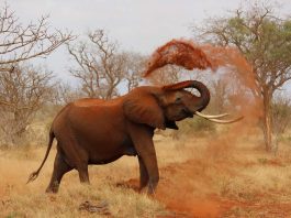 Top 10 Amazing Facts About Elephants
