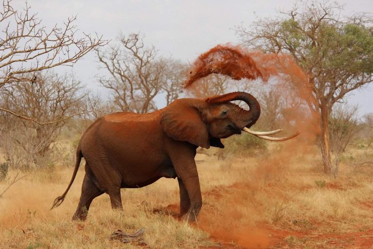 Top 10 Amazing Facts About Elephants