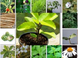 Top 10 Best Medicinal Plants