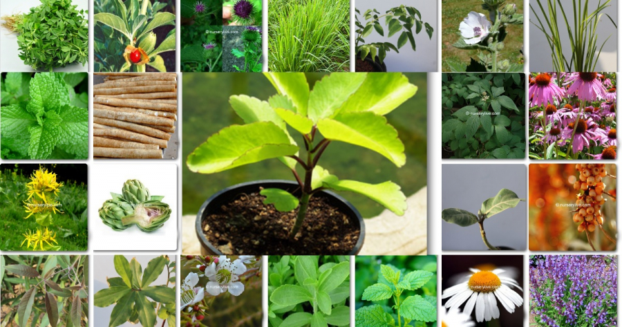 top-10-best-medicinal-plants-i-top-ten-list