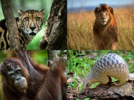 Top 10 Endangered Species in the Planet