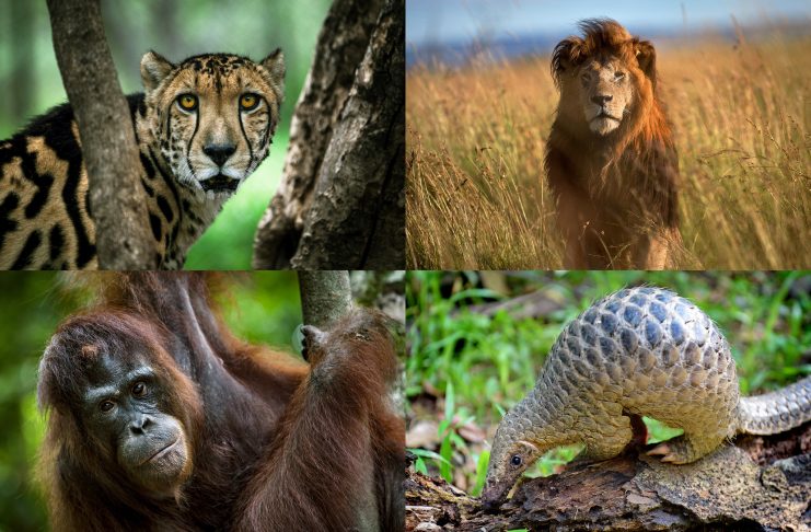 Top 10 Endangered Species in the Planet
