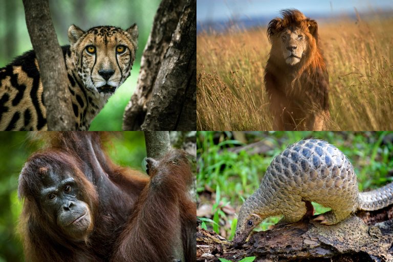 Top 10 Endangered Species in the Planet