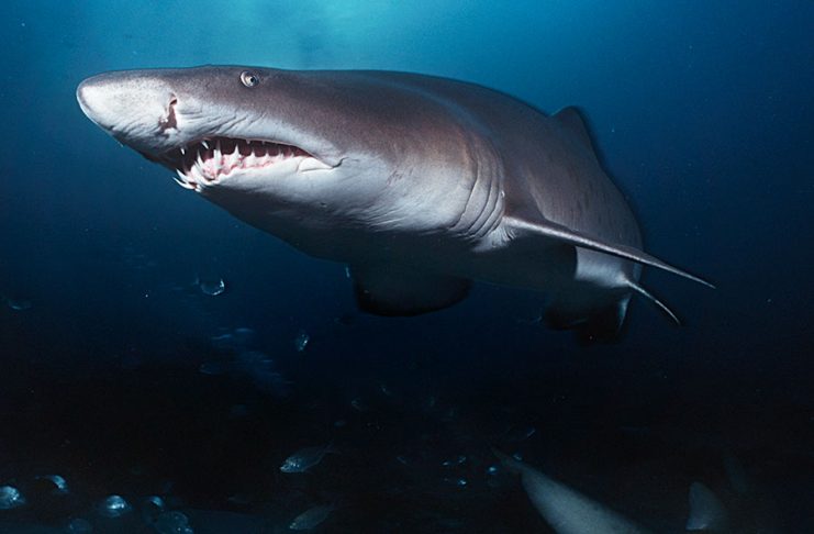 Top 10 Interesting Facts About Sharks