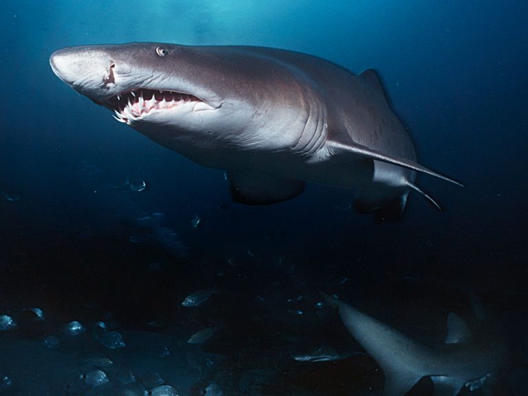 Top 10 Interesting Facts About Sharks
