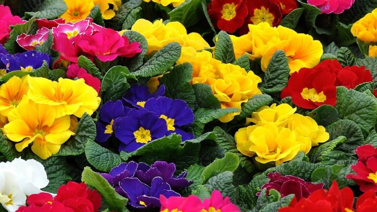 Top 10 Scented Flowers